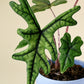 Alocasia Jacklyn