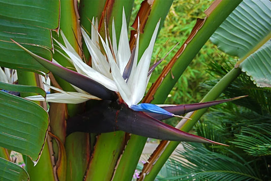 Strelitzia Nicolai