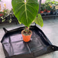 Repotting tray for houseplants