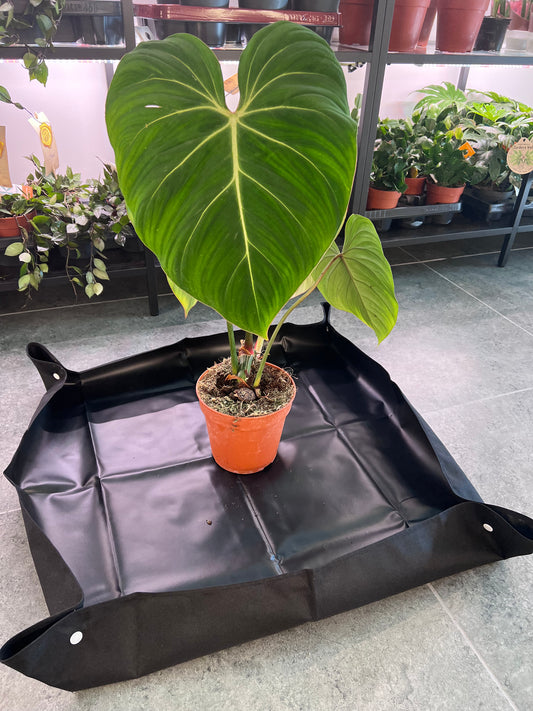 Repotting tray for houseplants