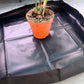 Repotting tray for houseplants