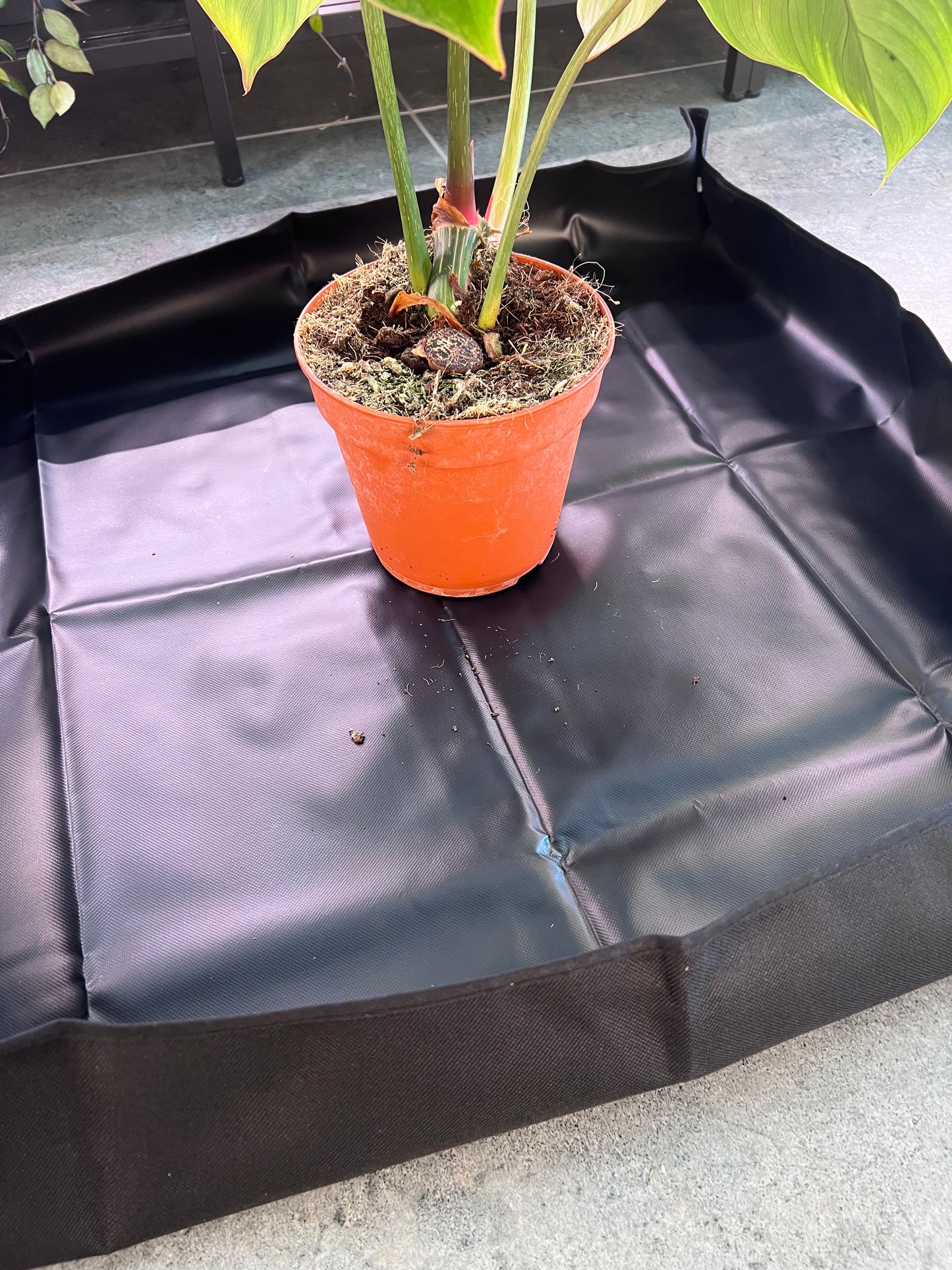 Repotting tray for houseplants