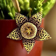 Stapelia Variegata