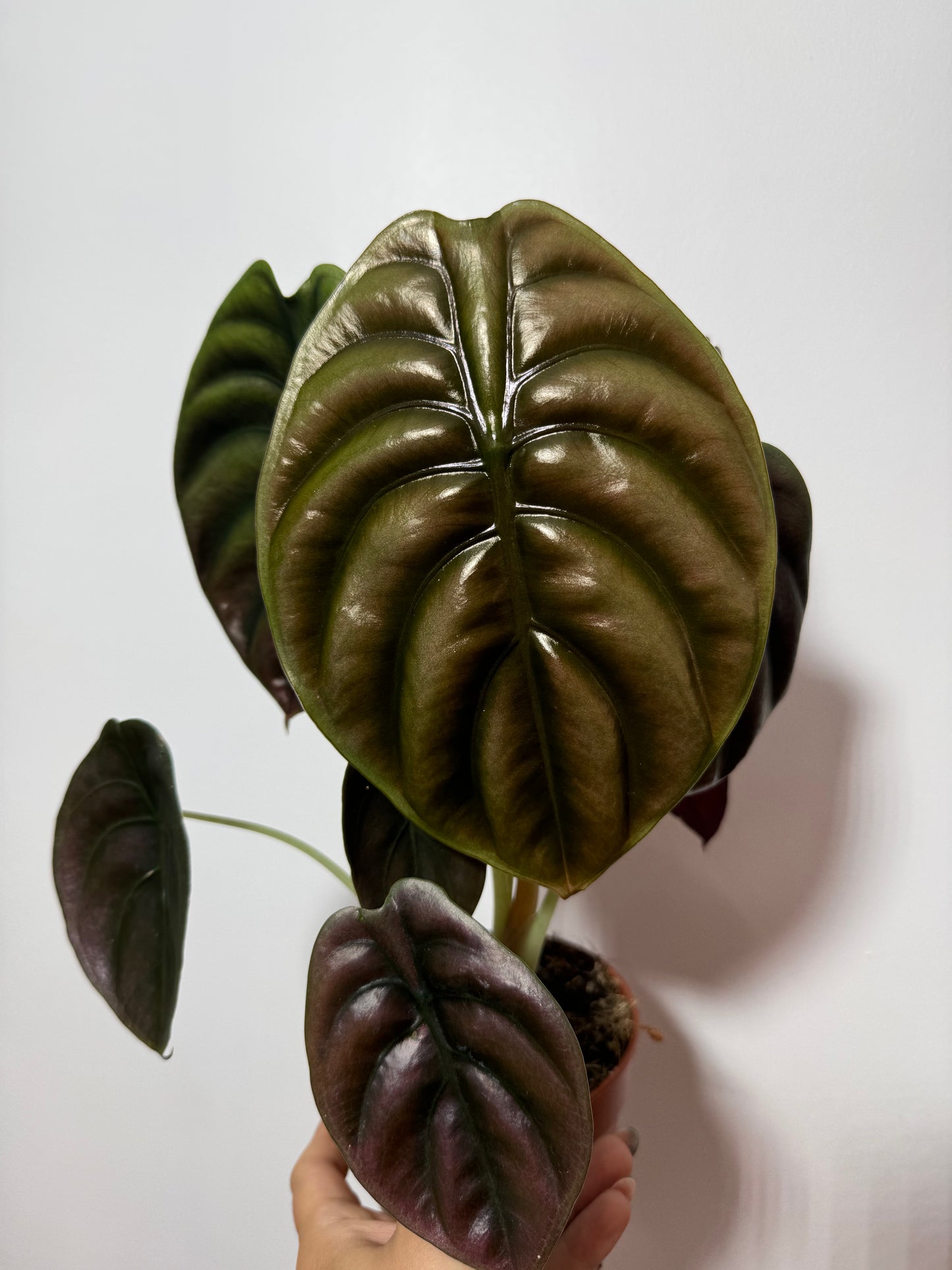 Alocasia cuprea 'Red Secret'