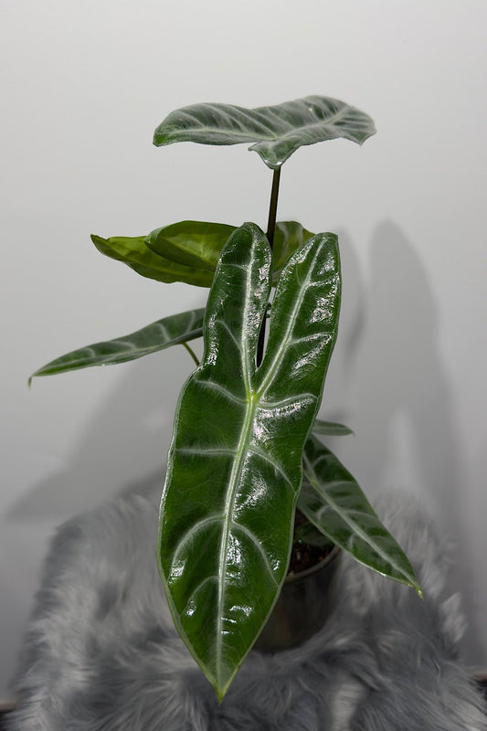 Alocasia Longiloba - www.augi - plants.lv