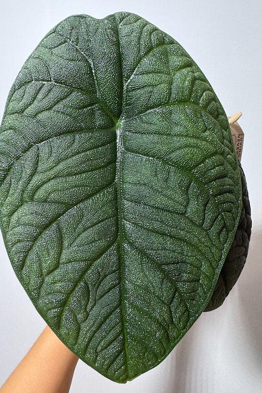 Alocasia Melo - www.augi - plants.lv