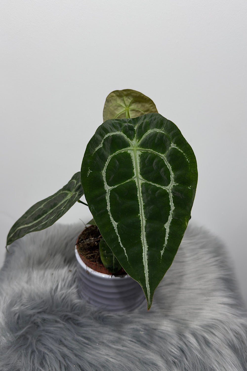 Anthurium Forgetti - www.augi - plants.lv