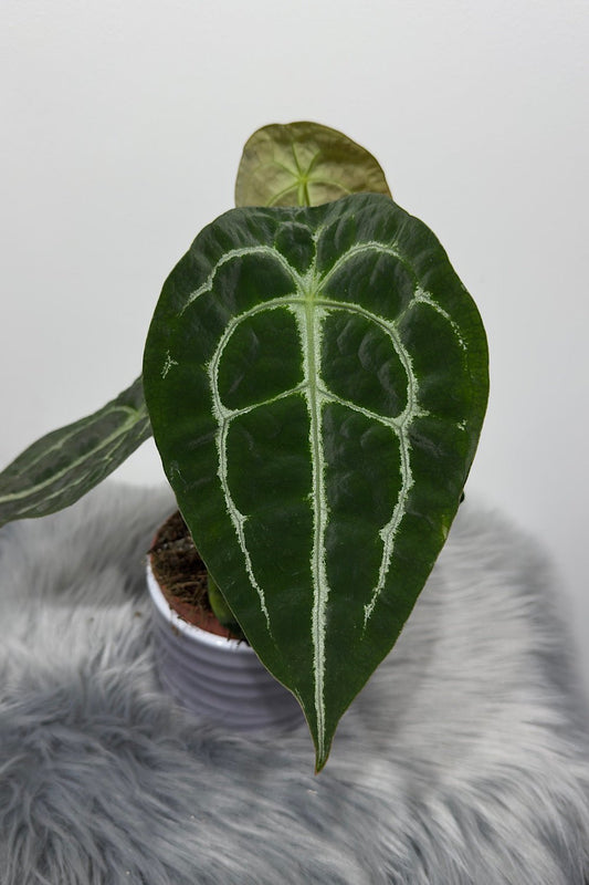 Anthurium Forgetti - www.augi - plants.lv