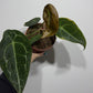 Anthurium Forgetti x nigrolaminum - www.augi - plants.lv