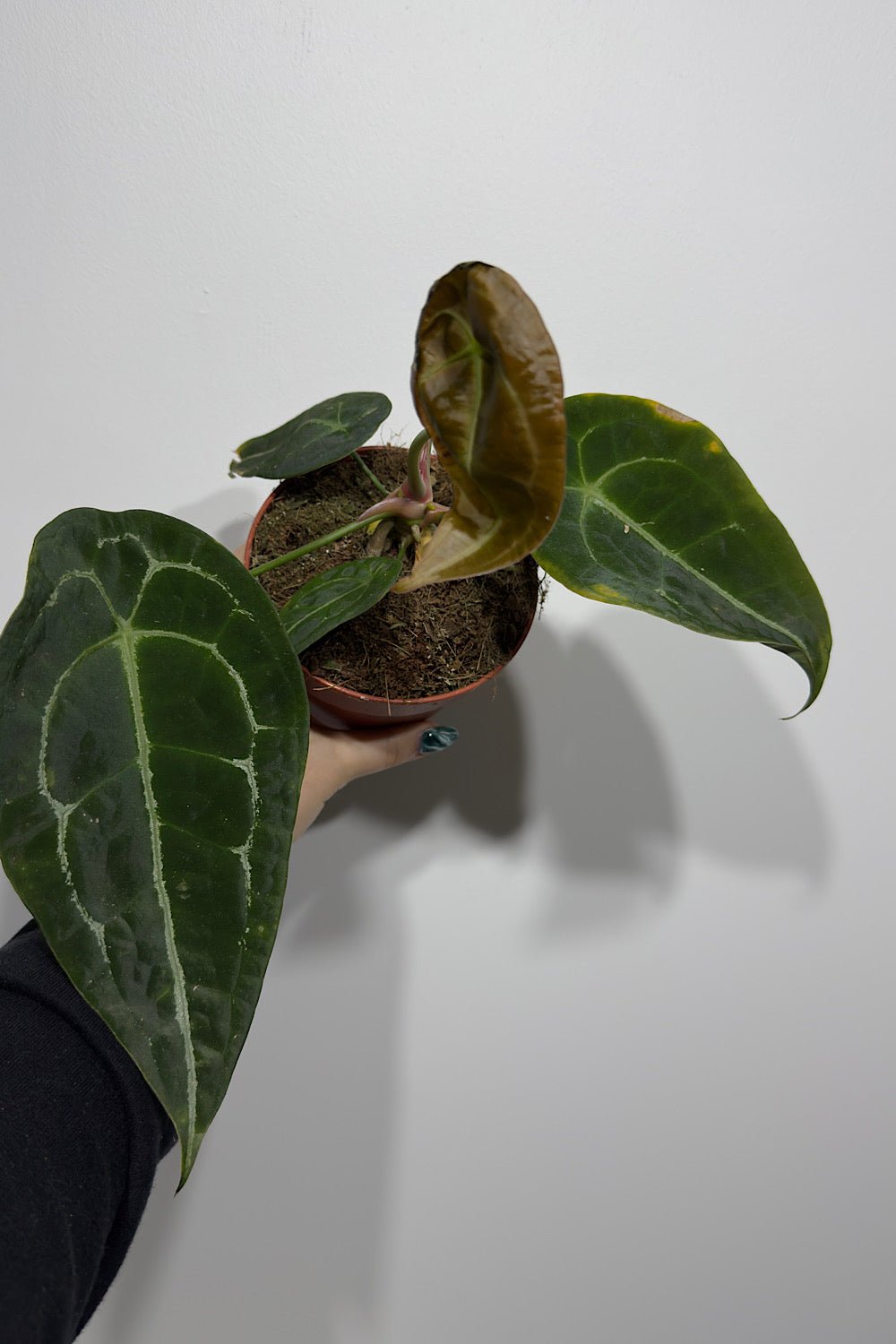 Anthurium Forgetti x nigrolaminum - www.augi - plants.lv