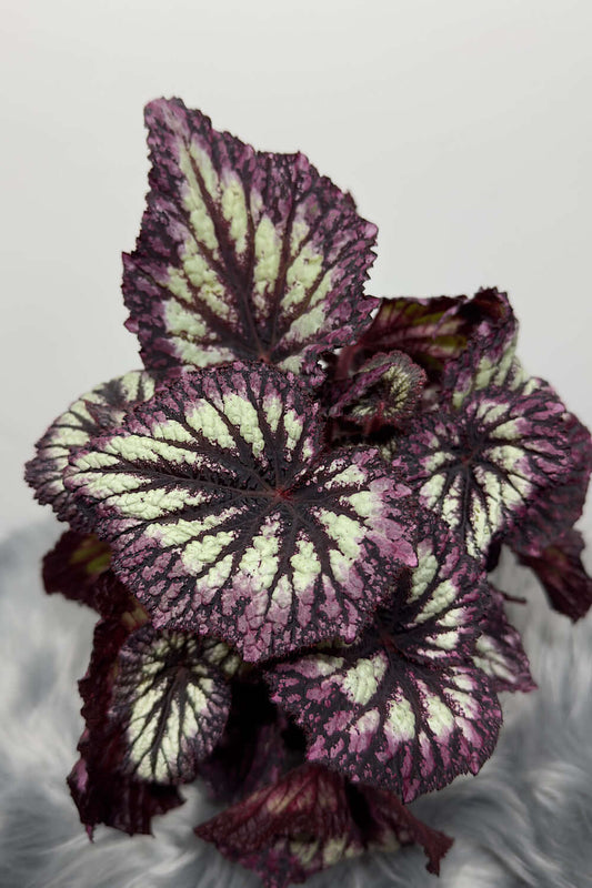 Begonia Fireworks - www.augi - plants.lv