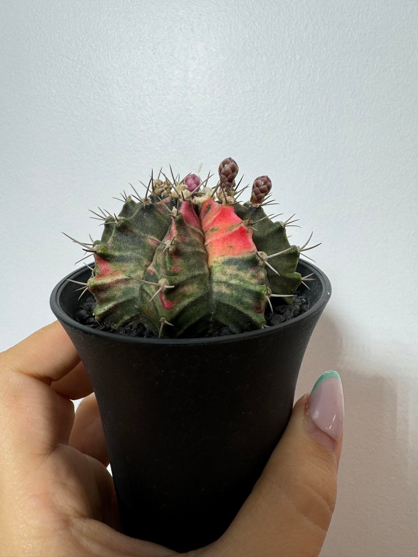 Gymnocalycium mihanovichii variegata