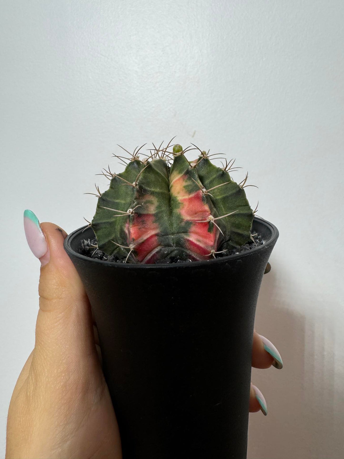 Gymnocalycium mihanovichii variegata