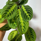 Maranta Lemon