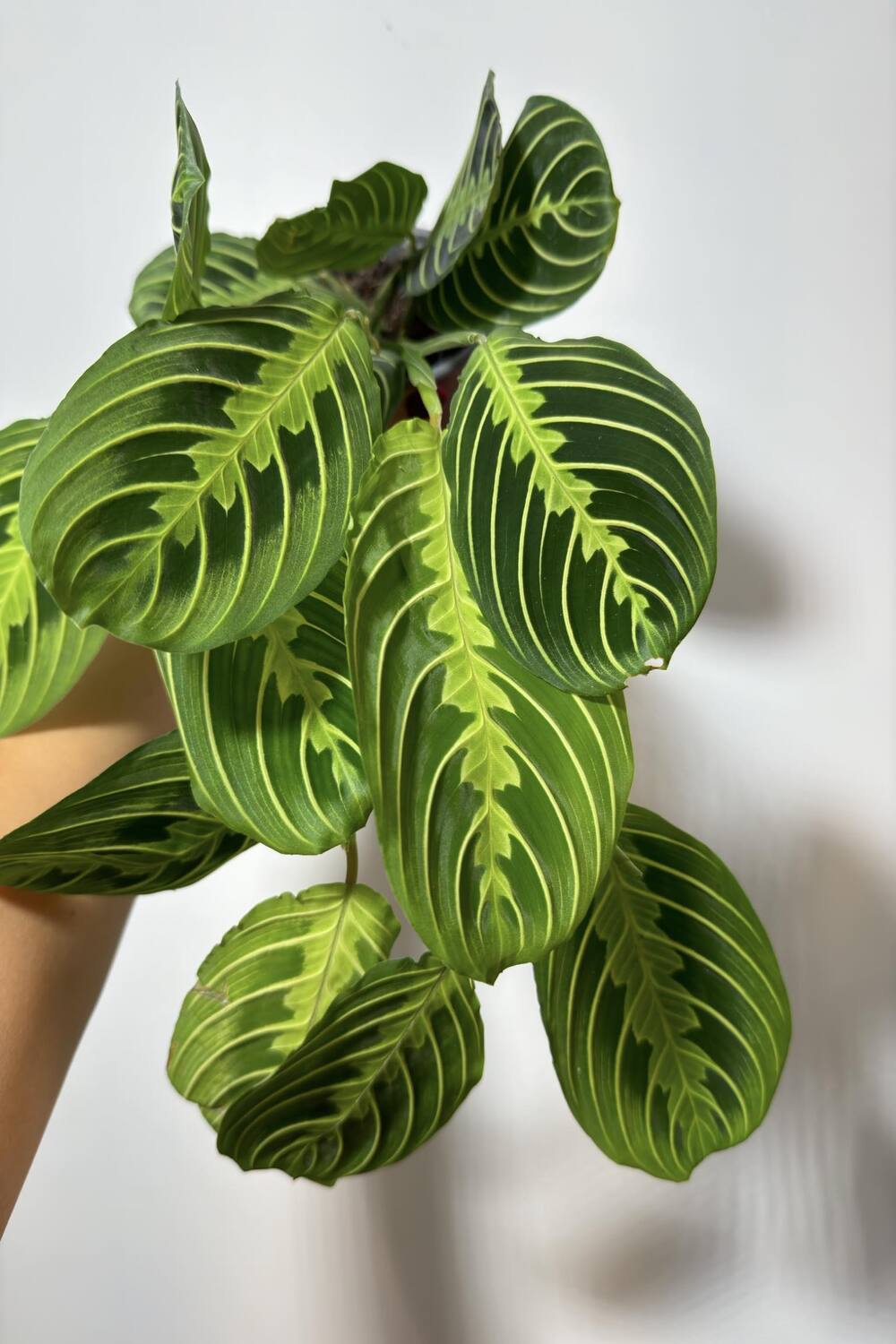 Maranta Lemon