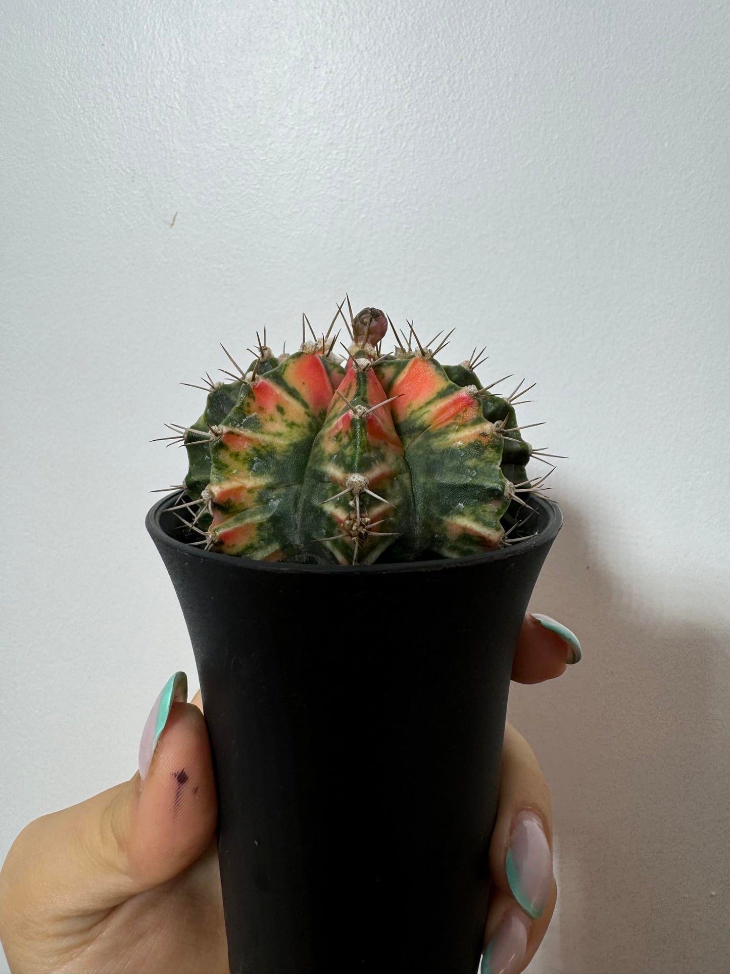 Gymnocalycium mihanovichii variegata