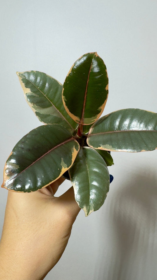 Ficus Ruby Bicolor - www.augi - plants.lv