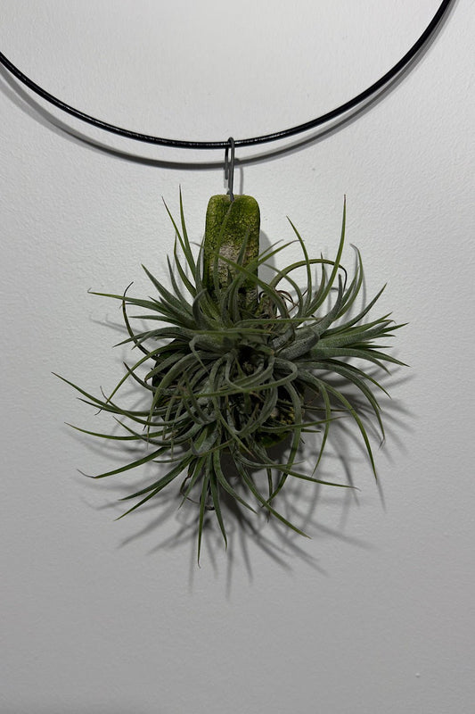 Gaisa augs Tillandsia Air plant 1 1 - www.augi - plants.lv