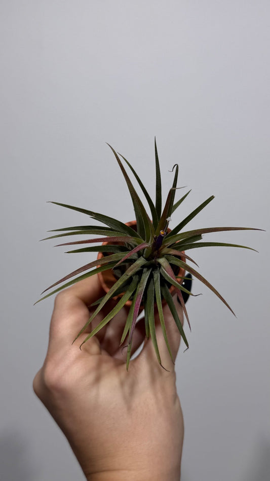 Gaisa augs Tillandsia Air plant 1 - www.augi - plants.lv