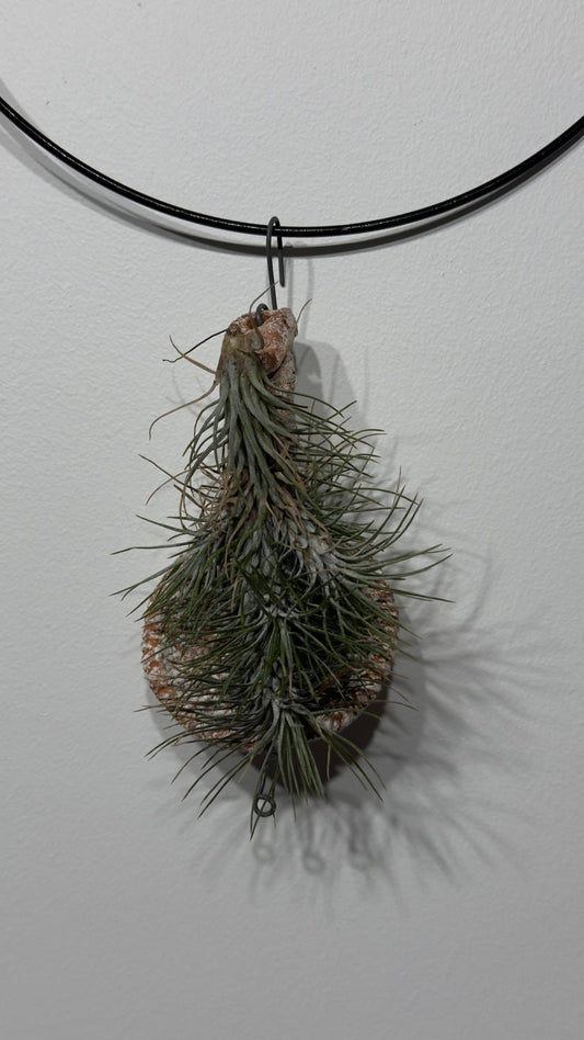 Gaisa augs Tillandsia Air plant 2 2 - www.augi - plants.lv