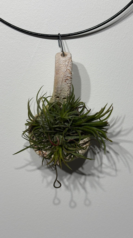 Gaisa augs Tillandsia Air plant 3 - www.augi - plants.lv