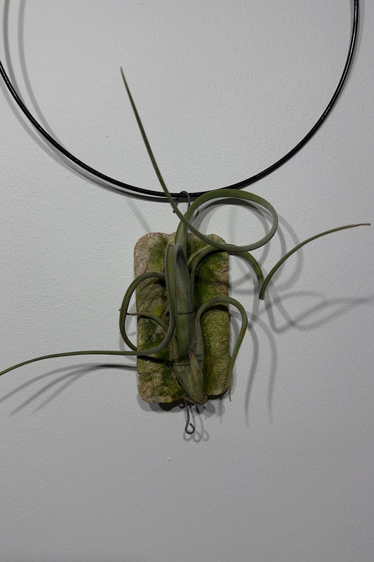 Gaisa augs Tillandsia Air plant 8 - www.augi - plants.lv