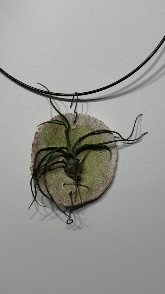 Gaisa augs Tillandsia Air plant 9 - www.augi - plants.lv