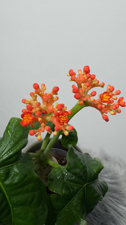 Jatropha Podagrica - www.augi - plants.lv