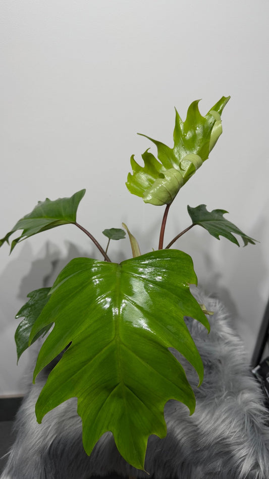 Philodendron mayoi - www.augi - plants.lv