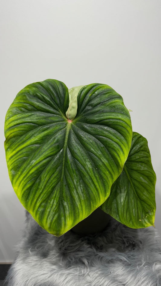 Philodendron Plowmanii - www.augi - plants.lv