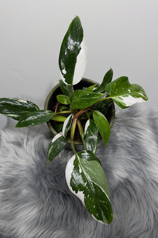 Philodendron 'White Princess' - www.augi - plants.lv