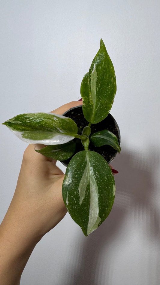 Philodendron 'White Wizard' - www.augi - plants.lv