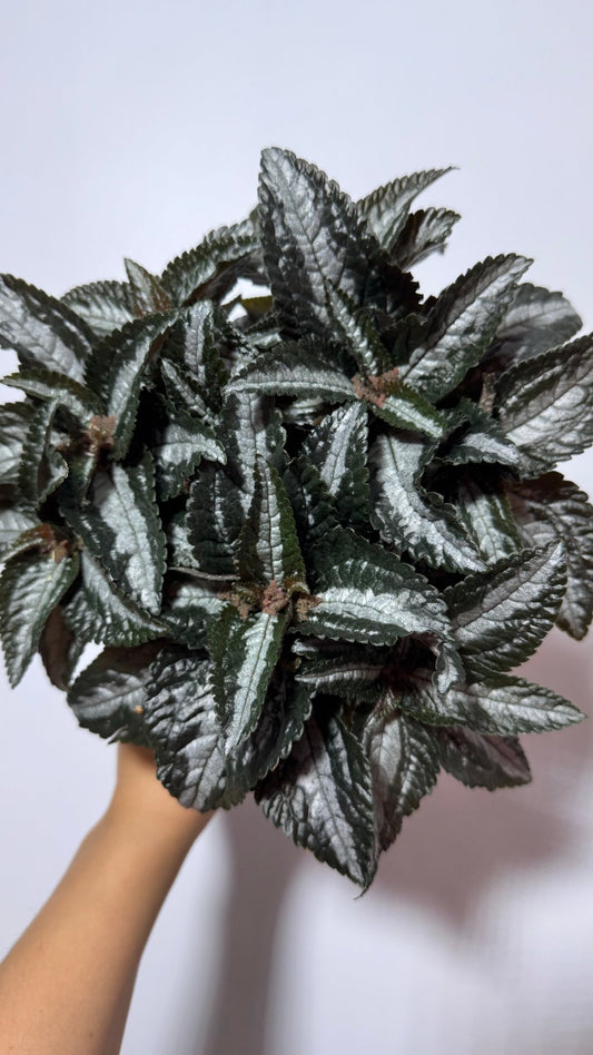 Pilea Silver Tree - www.augi - plants.lv