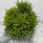 Rhipsalis 2 - www.augi - plants.lv