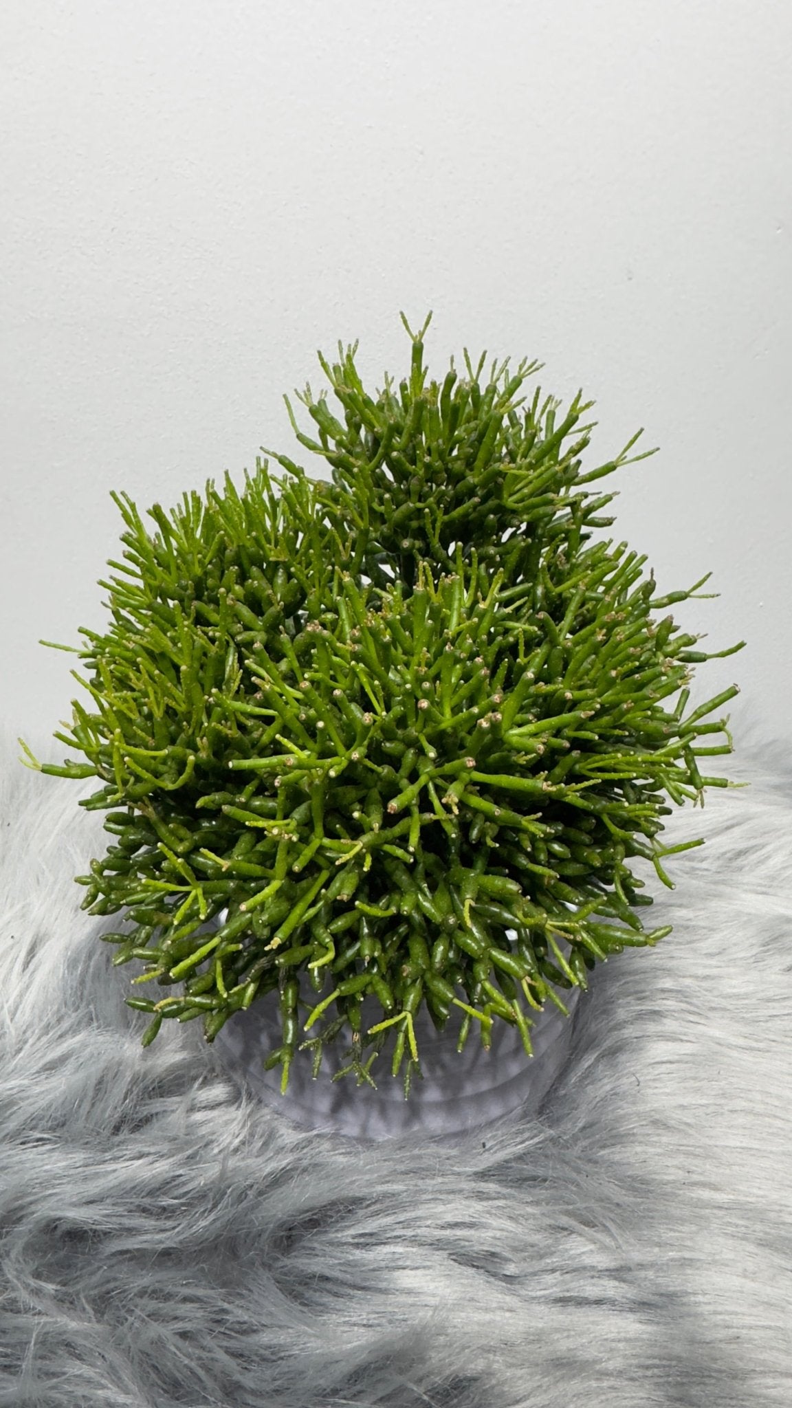 Rhipsalis 2 - www.augi - plants.lv