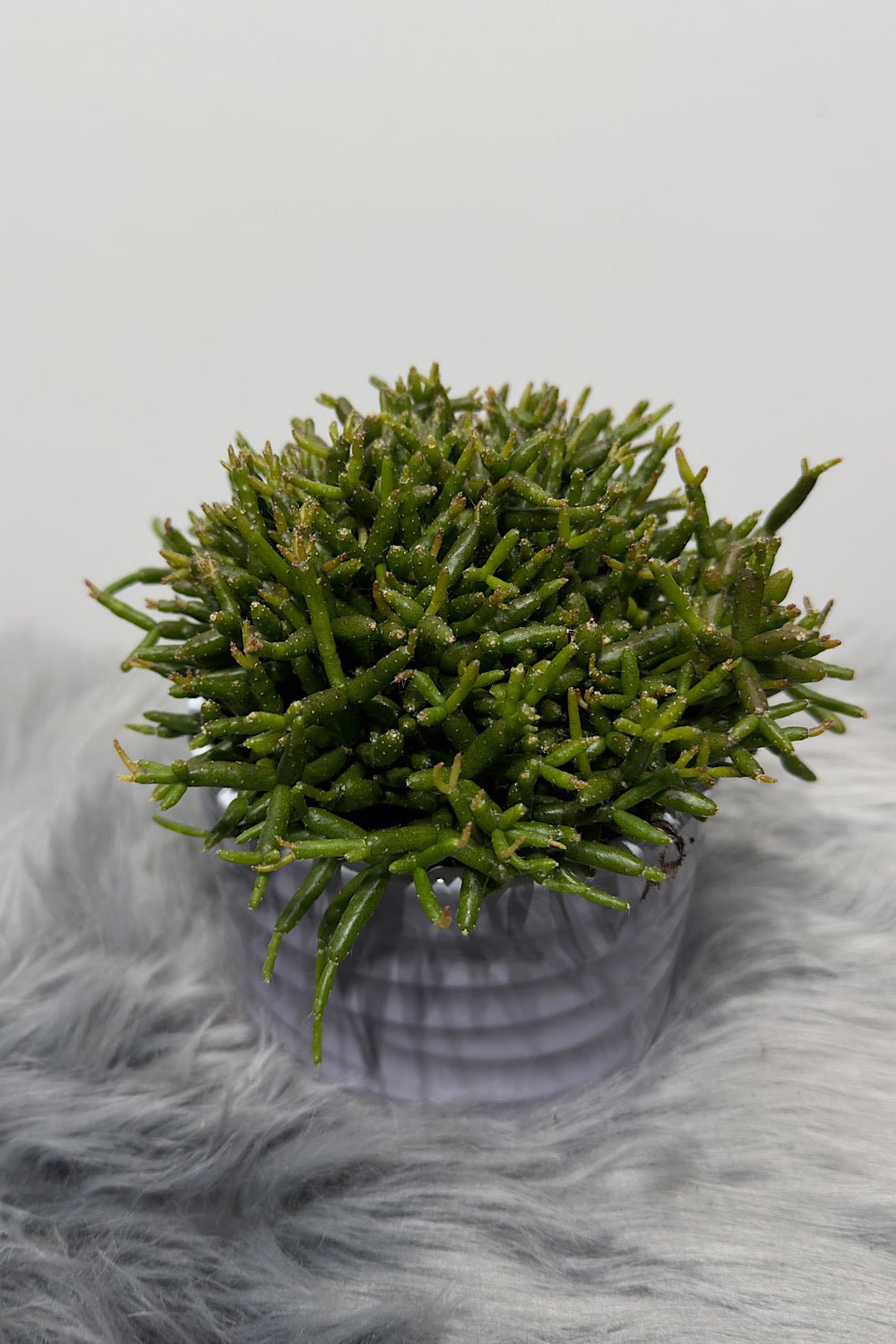 Rhipsalis 3 - www.augi - plants.lv