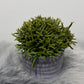 Rhipsalis 3 - www.augi - plants.lv