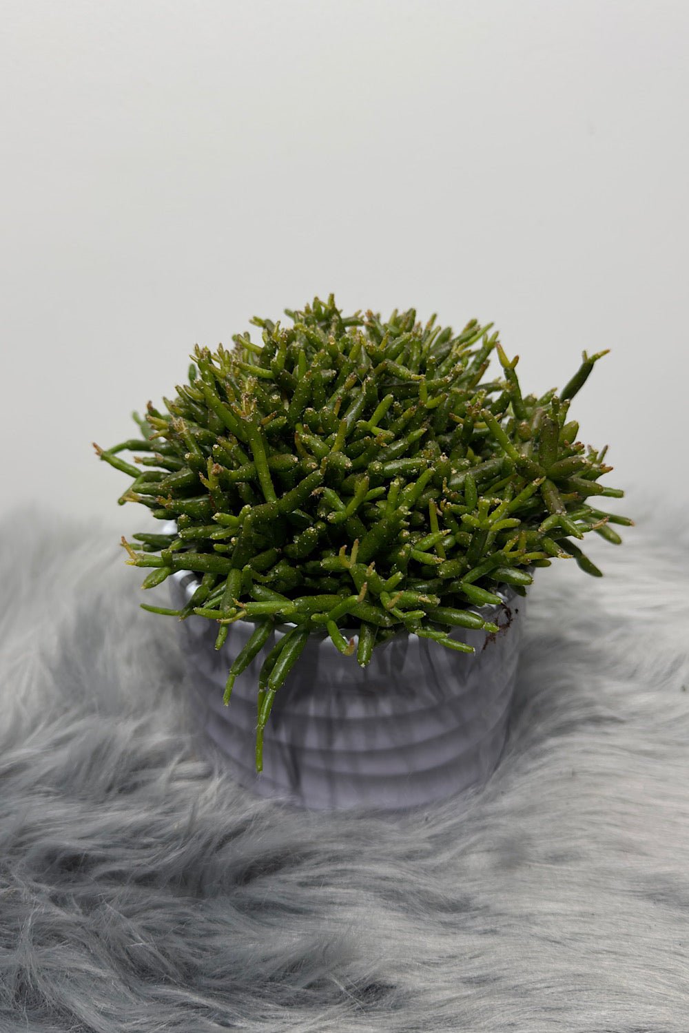 Rhipsalis 3 - www.augi - plants.lv