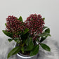 Skimmia Rubella - www.augi - plants.lv