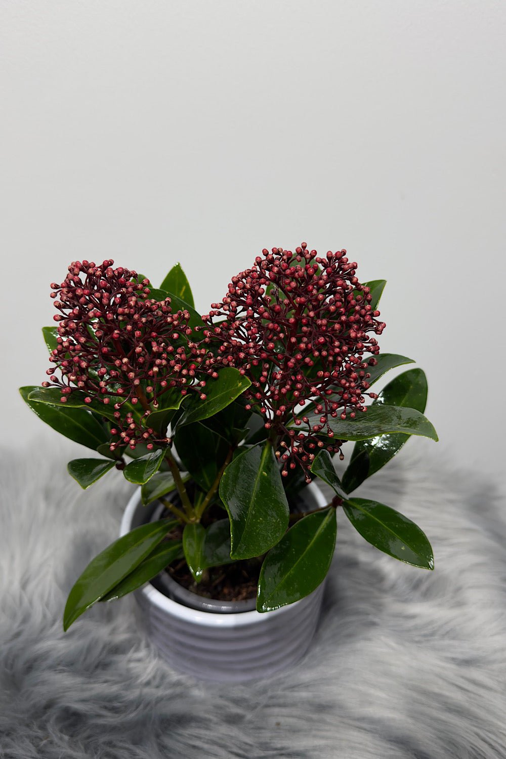 Skimmia Rubella - www.augi - plants.lv