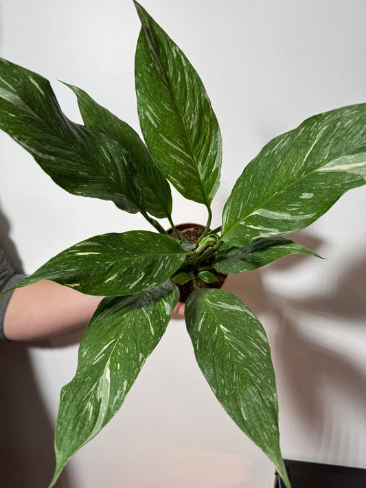 Spathiphyllum Diamond - www.augi - plants.lv