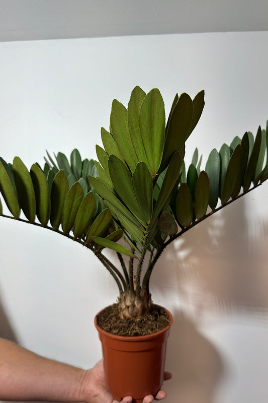 Zamia Furfuracea - www.augi - plants.lv