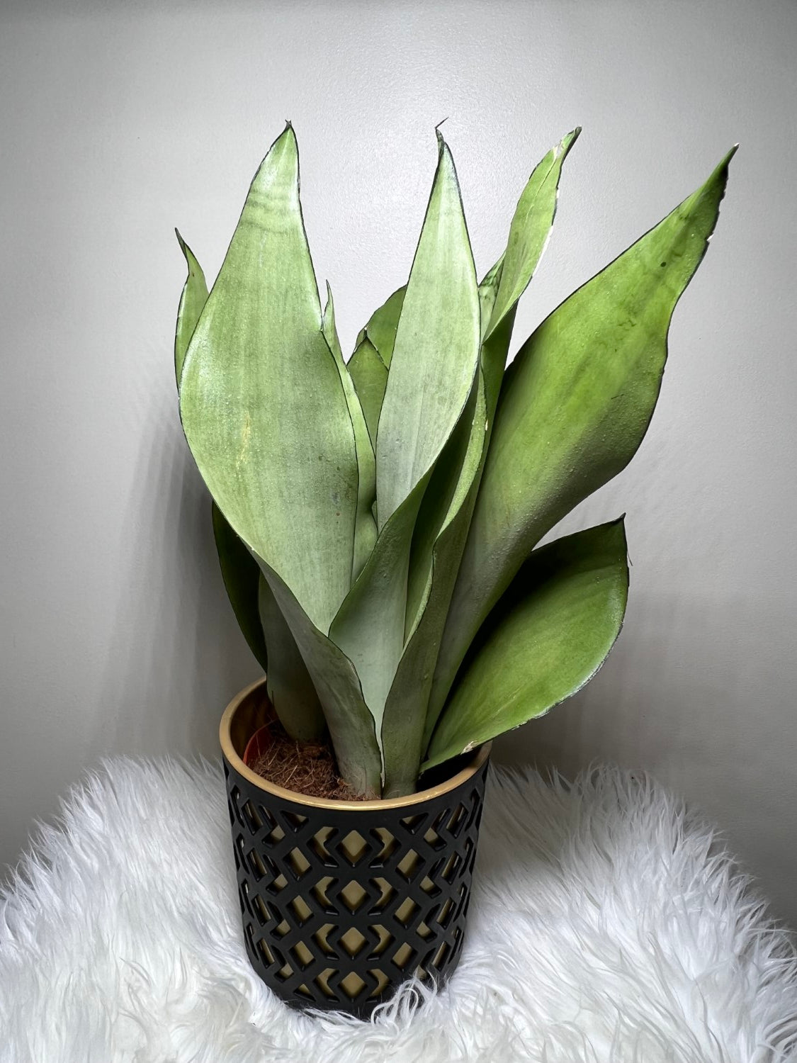 Sansevieria Moonshine